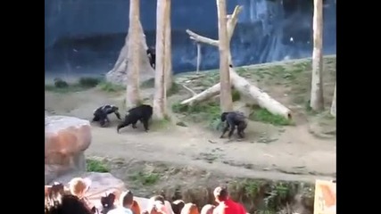 Шимпанзета се Карат в Зоопарка