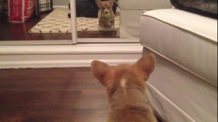 Кученце се плаши от отражението си.