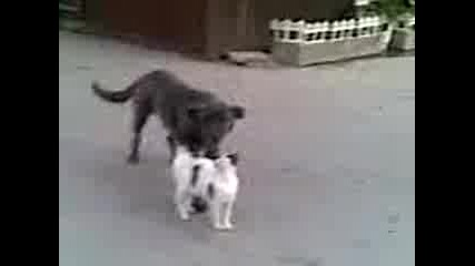 Любов между котка и куче