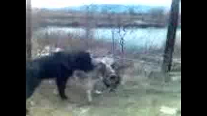 bobi okoto 1