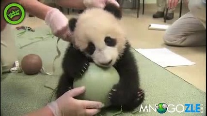 Супер сладка панда-топката си е моя !!!