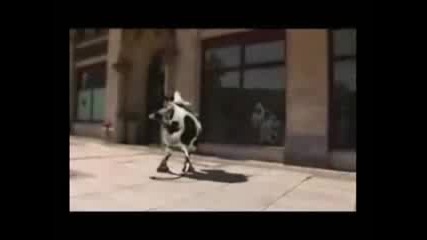 Crazy Cow I like to muh www.libmafia.de.vu