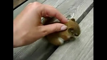 Сладко бебе катерица