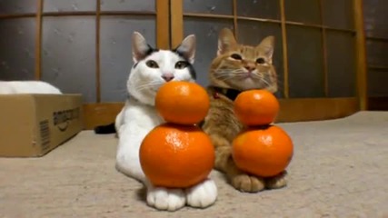 2 Котки И 4 Портокала