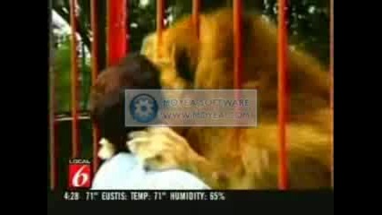 Lion Kisses A Human