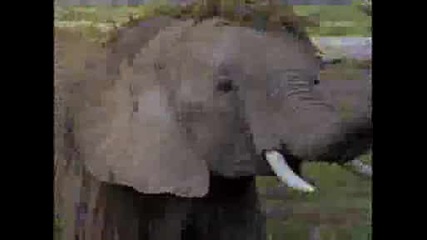National Geographic - Шантав Бебешки Слон