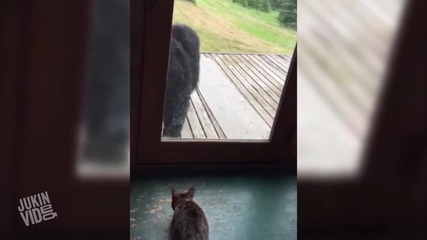 Малко мече се плаши от котенце!