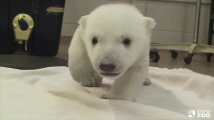 Cubs First Steps