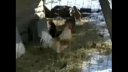 Chicken Farmer Catches Bigfoot On Film