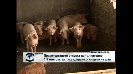 Правителството отпуска допълнителто 1,5 млн. лв. за ликвидиране огнището на шап