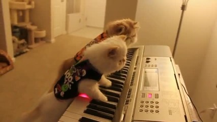 Kitten Duet - Котенца свирят на пиано !!