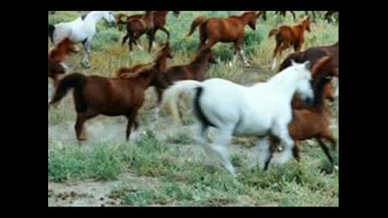 Wild Horses-Natasha Bedingfield