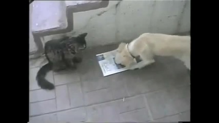 Котките се забавляват