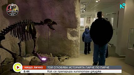 „Нищо лично”: Как се препарира хипопотам джудже