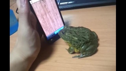Жаба мачка буби на телефон