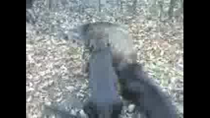 Video - 0031.3gp