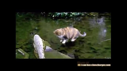 Котка лови рибиили поне се опитва ;d