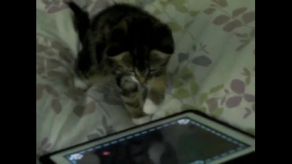 Сладко коте играе на ipad2 на игра за котета