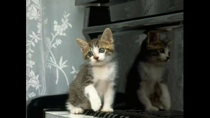 Най - Сладките Малки Котета