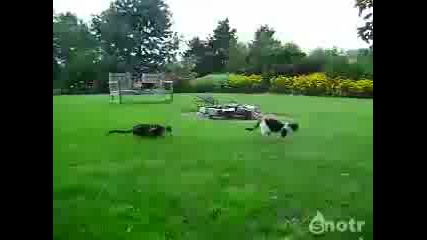 Котешка засада