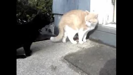 луди котки