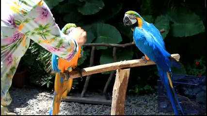 Blue and Gold Macaw Hello!!! - www.green-world.com.tw