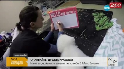 Жители на 115 държави гласуваха за името на бяло мече