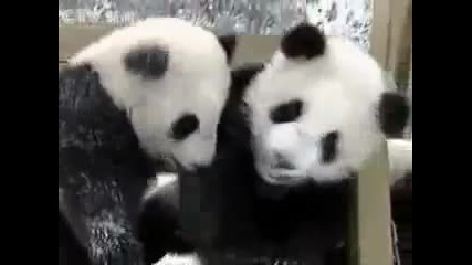 Много сладки панди се пързалят 