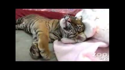 Сладко Бебенце Тигър