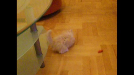 Котка си играе