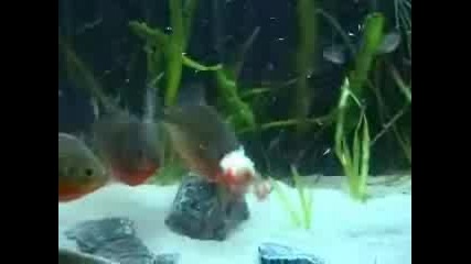 Hungry Piranhas