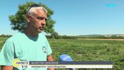 Градушка унищожи над 80% от реколтата от ягоди в Северна България