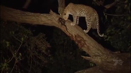 Леопард убива бабун и осиновява малкото му 