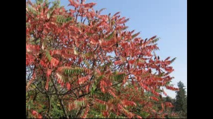 Relaxing Video - Another Autumn Day