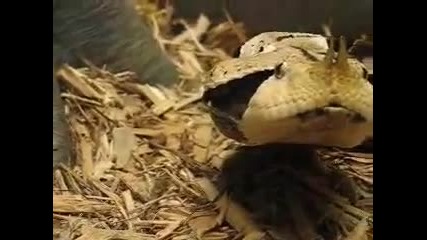 Gaboon Viper - Габонска Усойница