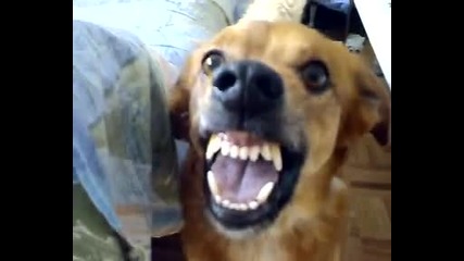 Нервно куче - Смях 