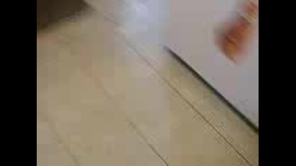 Тигровото Коте Ноки 