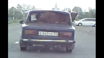 Как се превозва 1 крава в руски стил