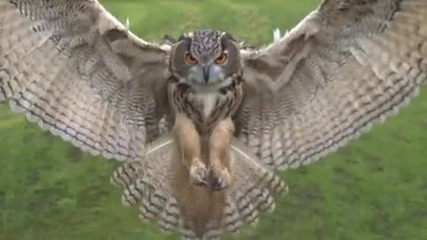 e owl in flight high speed camera Amazing slow motion camera 