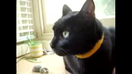 Котката матрица 
