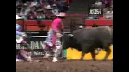 Rodeo Bull Attack