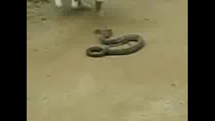 Cat Vs Snake 