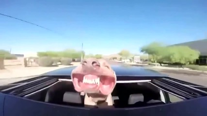 Смешно куче се вози на кола а вятърът му духа муцуната!смях!заслужава да се види!