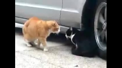 angry talking cat 