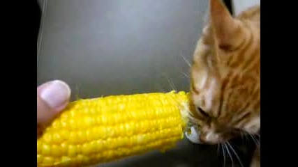 Котка яде царевица :D