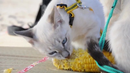 Тайландски котки Корат обичат царевица