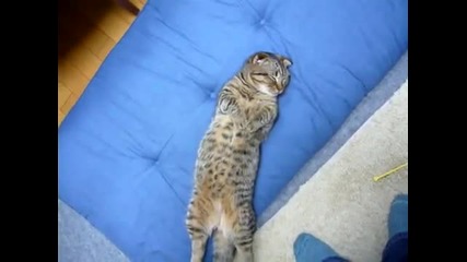 Спящо сладко коте.