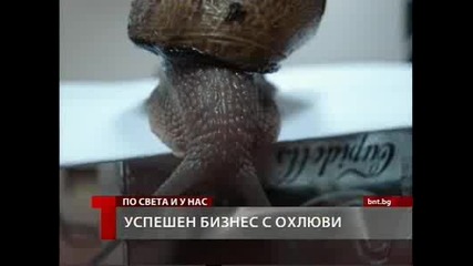 Бизнесът със охлюви у нас е печеливш