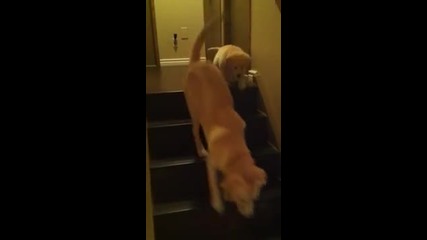 Майка учи малкото си как да слиза по стълби