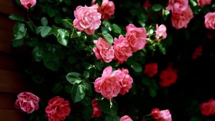Очень красивые розы и музыка Игоря Крутого.very beautiful music.